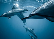 开云官网-冬奥会｜老将荣光：人们为何总是重复攀爬同一座高山?